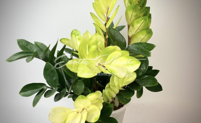 Zamioculcas cv Golden Crowned Emerald 250