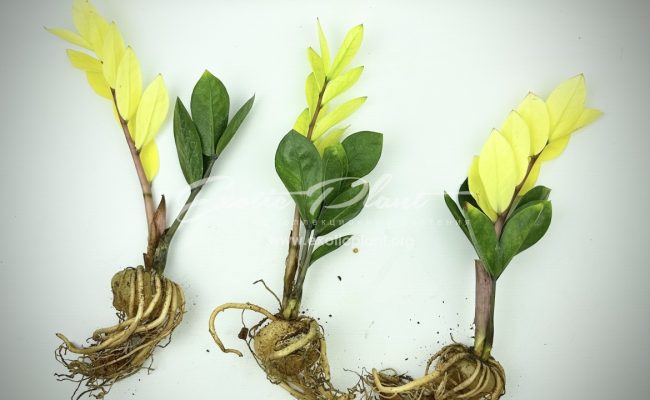 Zamioculcas cv Golden Crowned Emerald