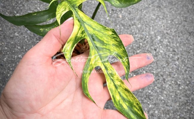 epipremnum Yellow Flame