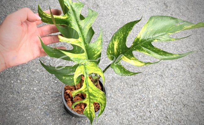 epipremnum Yellow Flame