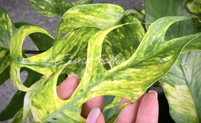 epipremnum Yellow Flame