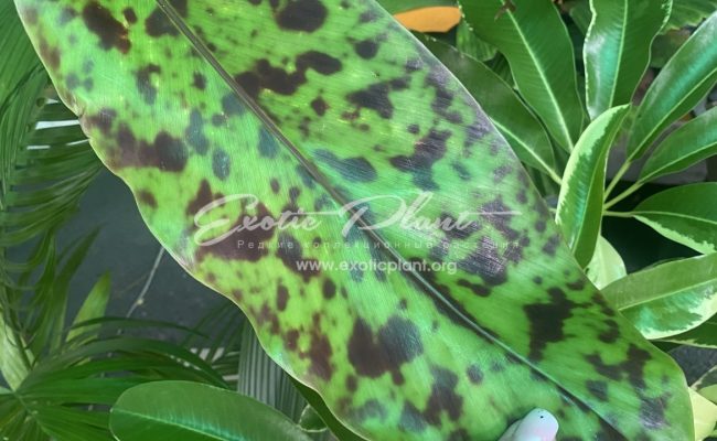 etlingera bravirabum