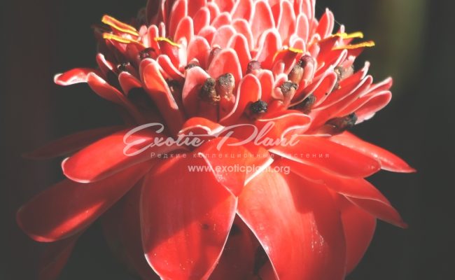 etlingera bravirabum