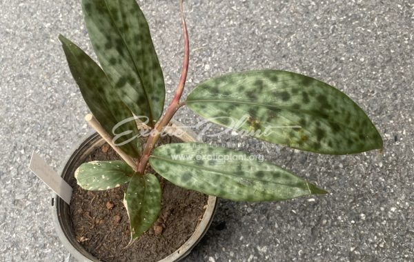 etlingera bravirabum / этлингера бравирабум 70