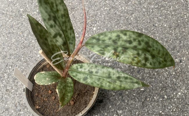 etlingera bravirabum