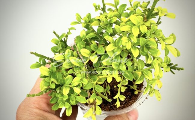 micromurraya Golden Leave