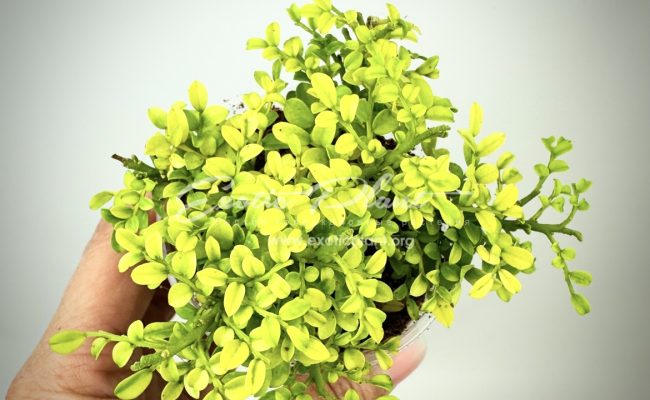 micromurraya Golden Leave