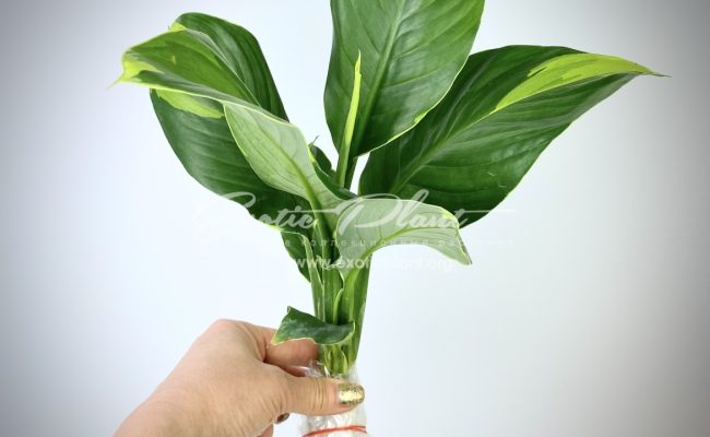 spathiphyllum Sensation Golden Edged ex Singapore 300