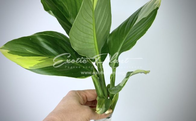 spathiphyllum Sensation Golden Edged ex Singapore 300