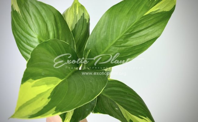 spathiphyllum Sensation Golden Edged ex Singapore 300