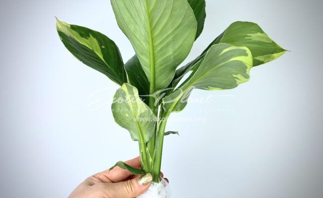 spathiphyllum Sensation Golden Edged ex Singapore 300