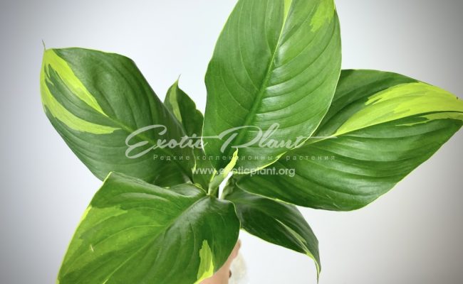 spathiphyllum Sensation Golden Edged ex Singapore 300