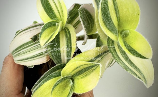 tradescantia sillamontana variegated 10-15