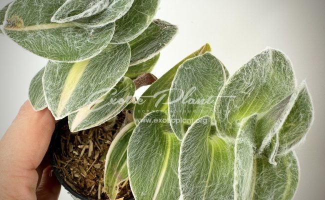 tradescantia sillamontana variegated 10-15