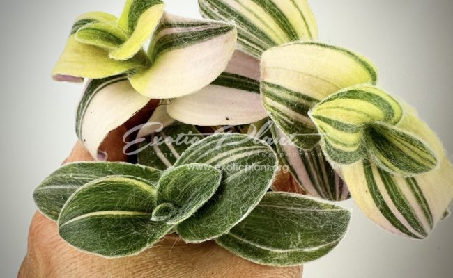 tradescantia sillamontana variegated 10-15