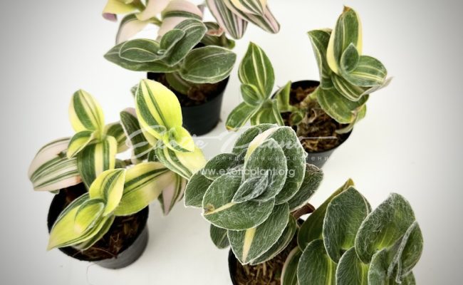 tradescantia sillamontana variegated 10-15