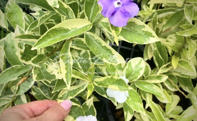 Brunfelsia australis albomarginata 70