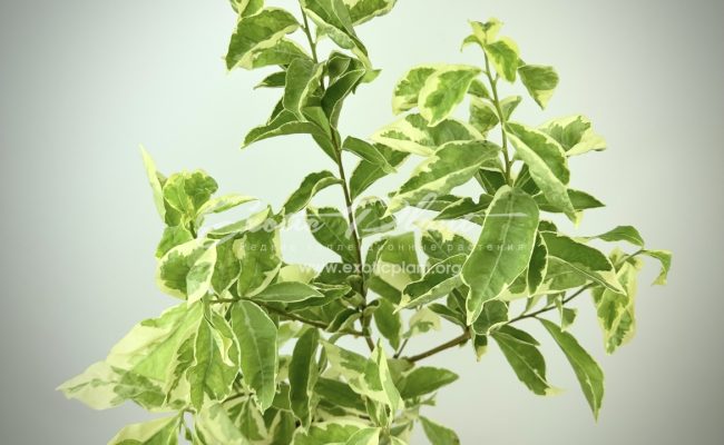Brunfelsia australis albomarginata 70