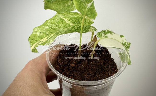 Calathea musaica variegated 100