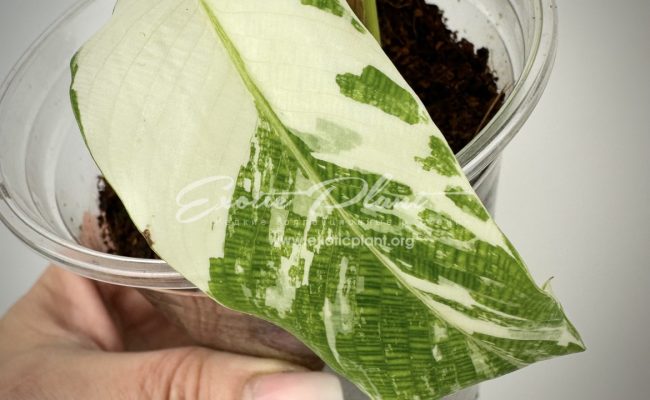 Calathea musaica variegated 100