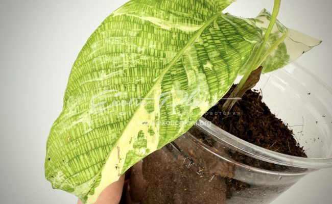 Calathea musaica variegated 100