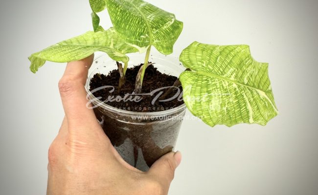 Calathea musaica variegated 100