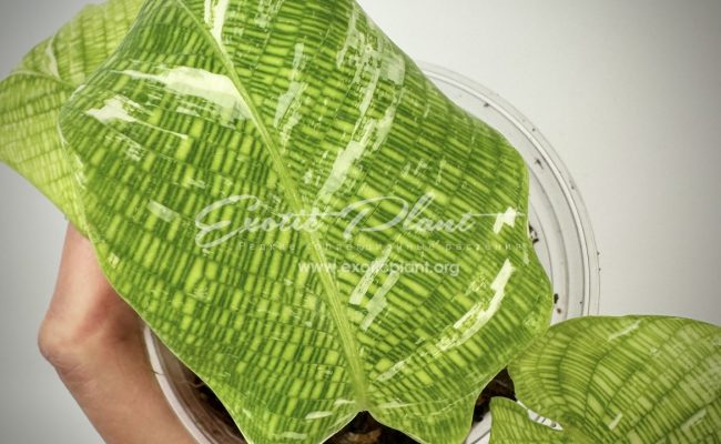 Calathea musaica variegated 100