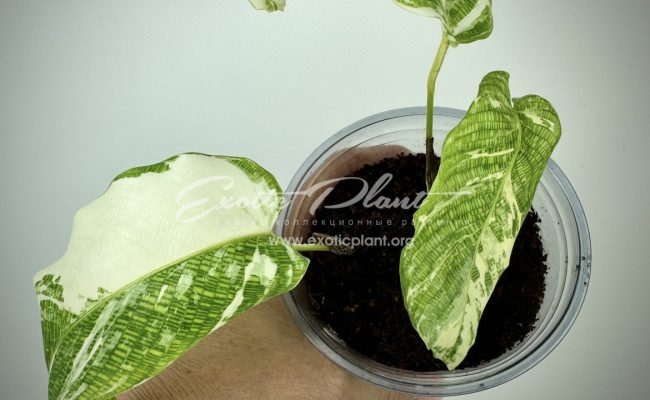 Calathea musaica variegated 100