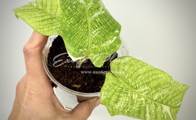 Calathea musaica variegated 100