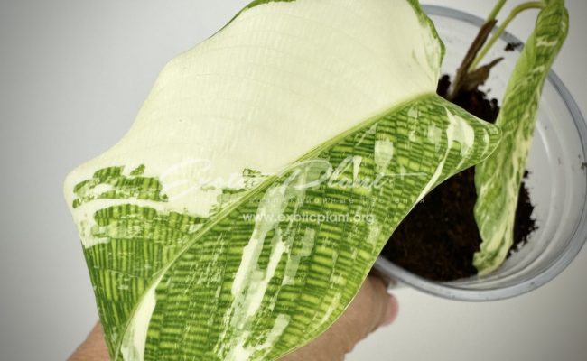 Calathea musaica variegated 100