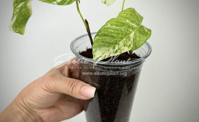 Calathea musaica variegated 100