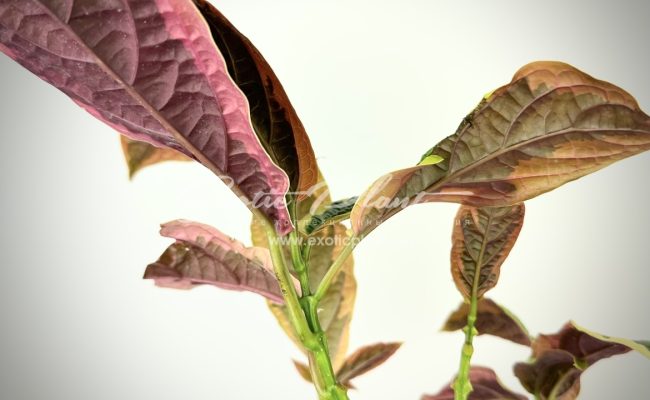 Clerodendron quadriloculare variegated