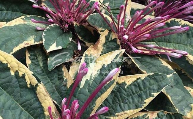 Clerodendron quadriloculare variegated flower
