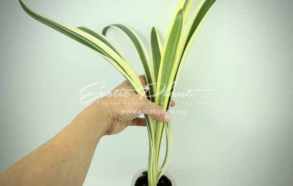 Hymenocallis littoralis variegated 30