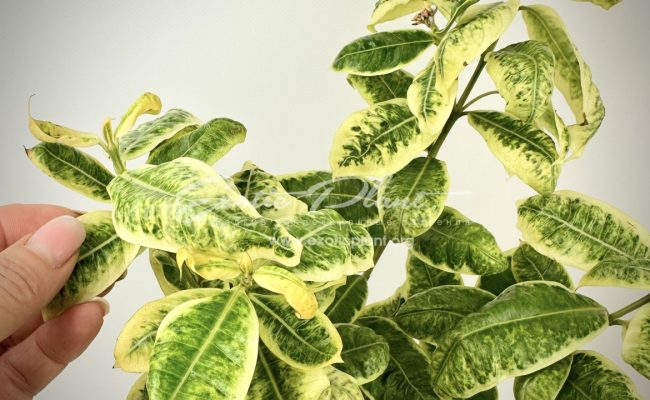 Ixora Frozen Star 40