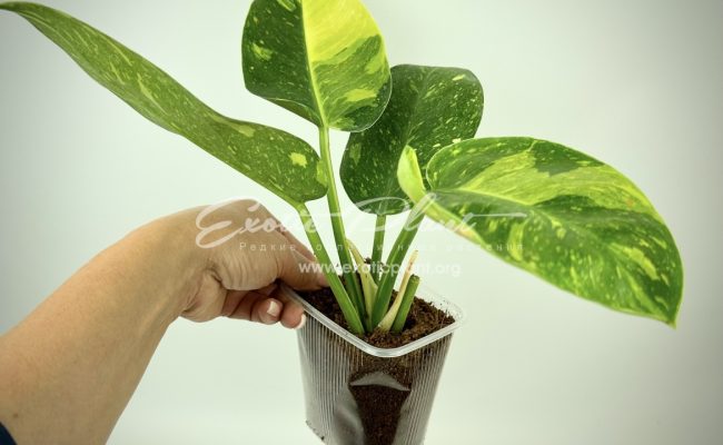 Philodendron Congo Green Marble