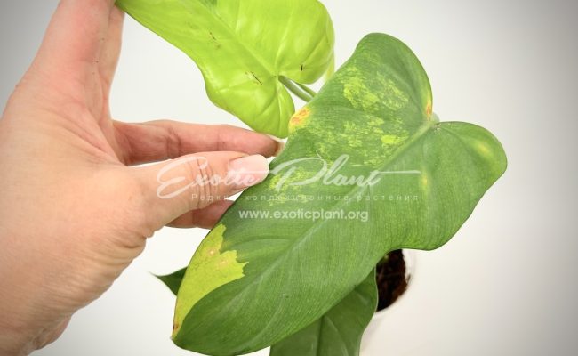 Philodendron Violine gold variegated 100 #1
