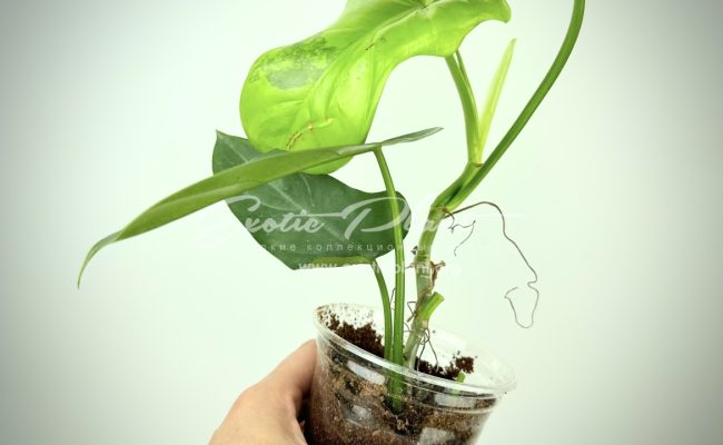 Philodendron Violine gold variegated 100 #1