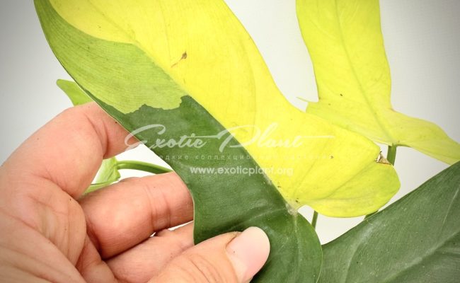 Philodendron Violine gold variegated 100 #2