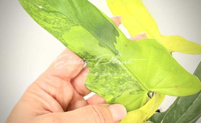 Philodendron Violine gold variegated 100 #2