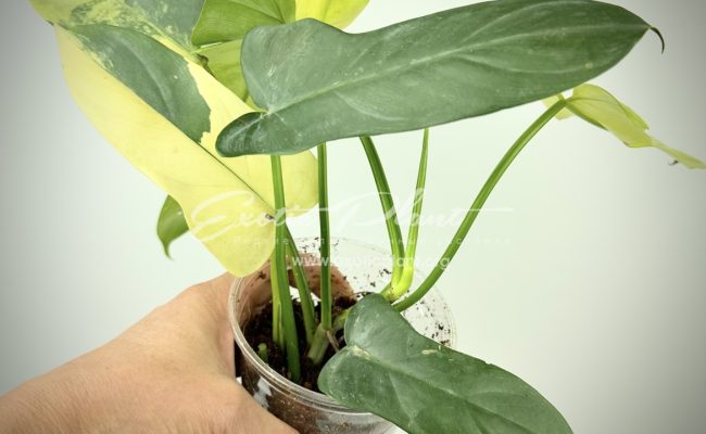 Philodendron Violine gold variegated 100 #2