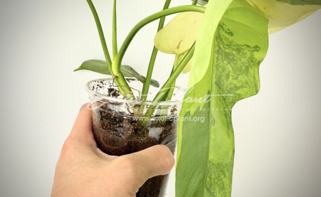 Philodendron Violine gold variegated 100 #2
