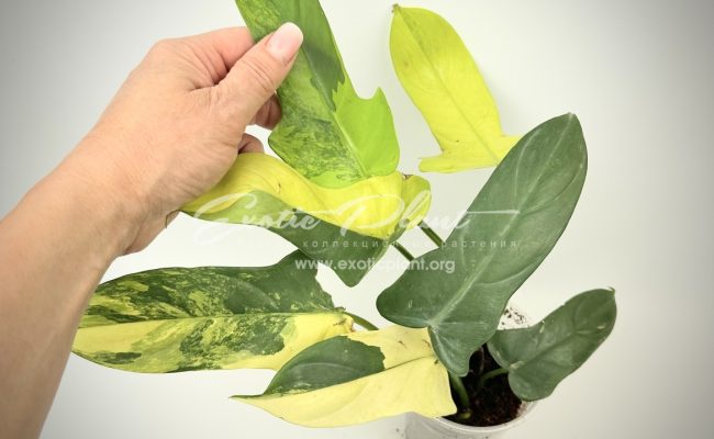 Philodendron Violine gold variegated 100 #2