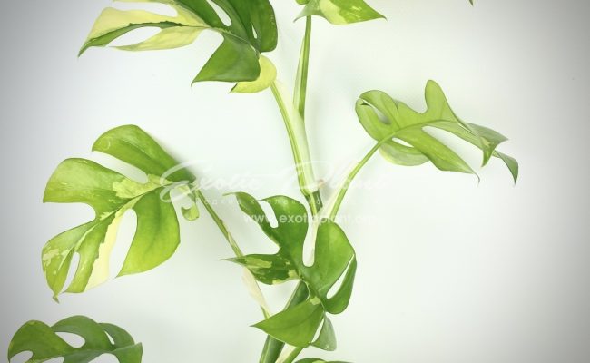 Rhaphidophora tetrasperma variegated