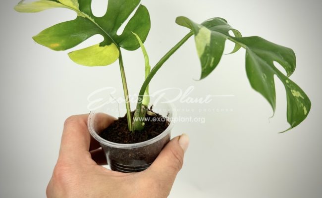 Rhaphidophora tetrasperma variegated #1