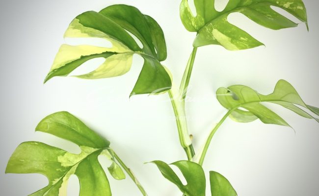 Rhaphidophora tetrasperma variegated