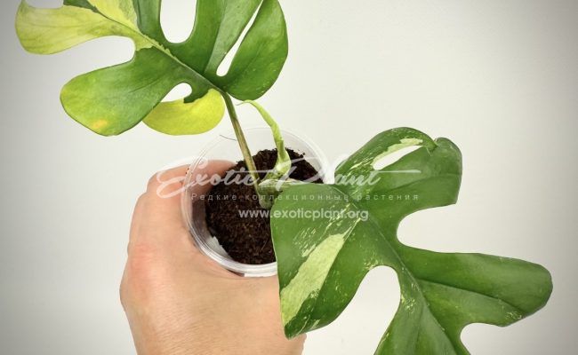 Rhaphidophora tetrasperma variegated #1