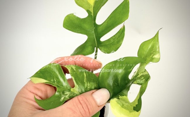 Rhaphidophora tetrasperma variegated #2