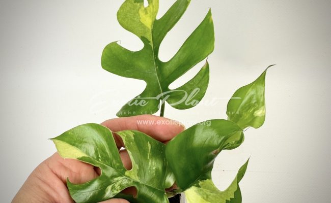 Rhaphidophora tetrasperma variegated #2