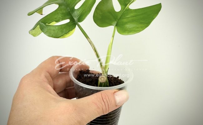 Rhaphidophora tetrasperma variegated #3
